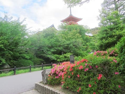Kyoto_no_T's tweet photo. 京都市東山区の清水寺。
サツキがきれいな季節になりました。
でも、注目する人は少なめ。
他の場所で、これだけ咲いていたら写真撮るだろうに。
https://t.co/L44lIGtr35 #清水寺 #サツキ #京都観光 #kyoto https://t.co/A1DIlMLx73
