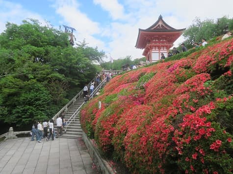 Kyoto_no_T's tweet photo. 京都市東山区の清水寺。
サツキがきれいな季節になりました。
でも、注目する人は少なめ。
他の場所で、これだけ咲いていたら写真撮るだろうに。
https://t.co/L44lIGtr35 #清水寺 #サツキ #京都観光 #kyoto https://t.co/A1DIlMLx73