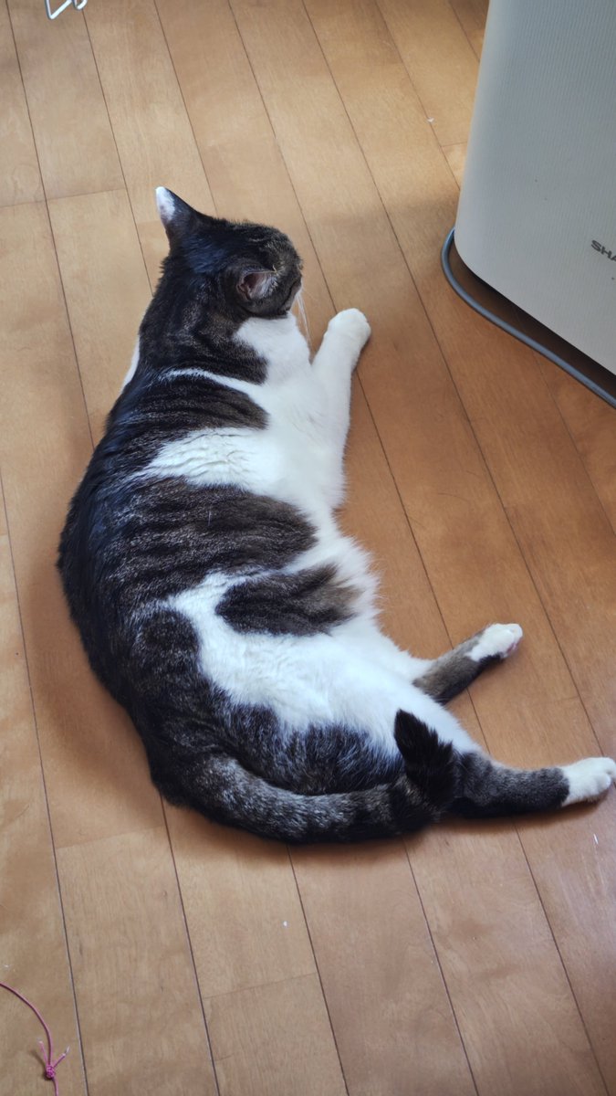 こねこん Post by こねこ図鑑 on X: Hi🐾