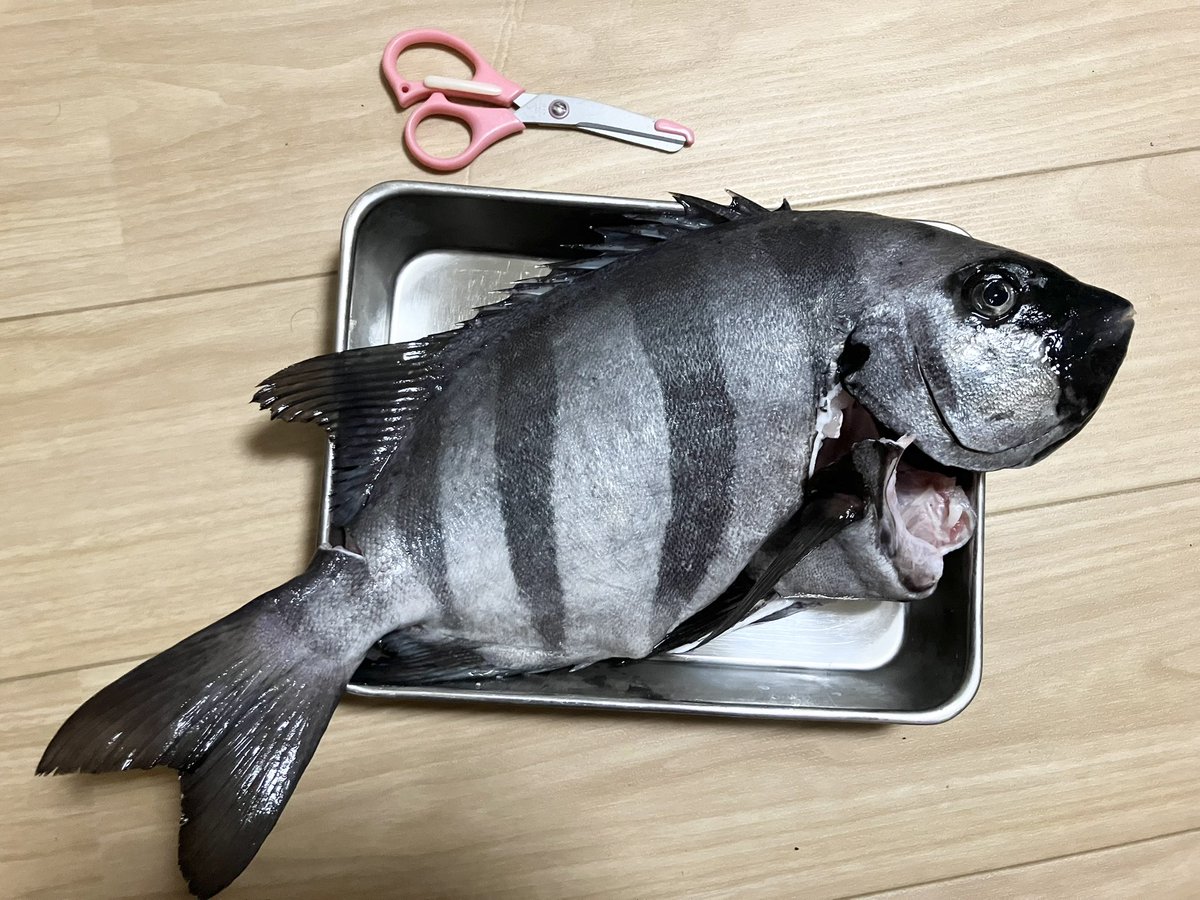 TPfishing1208's tweet photo. 牡蠣を嫁パパにプレゼントしたら
イシダイになって返ってきた🙏笑

広島でイシダイとれるんだ https://t.co/teBEtY33RR