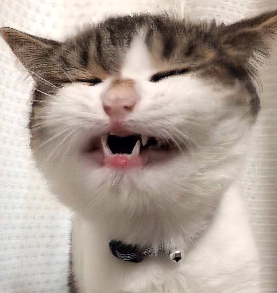 ニコちゃんとこたろう先生とトロとわさび姐さん tweet media
