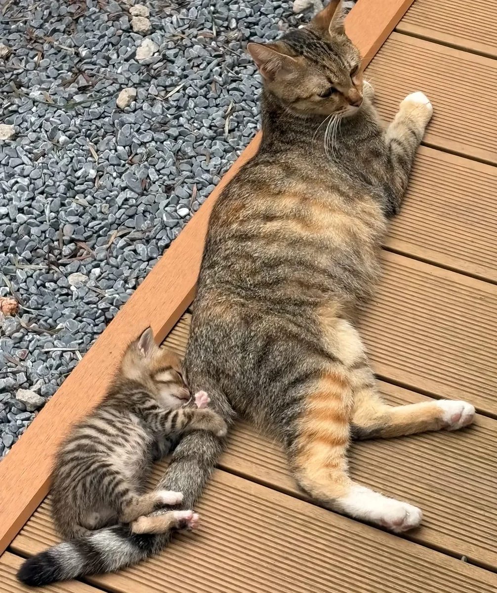 The Meow Flix tweet media