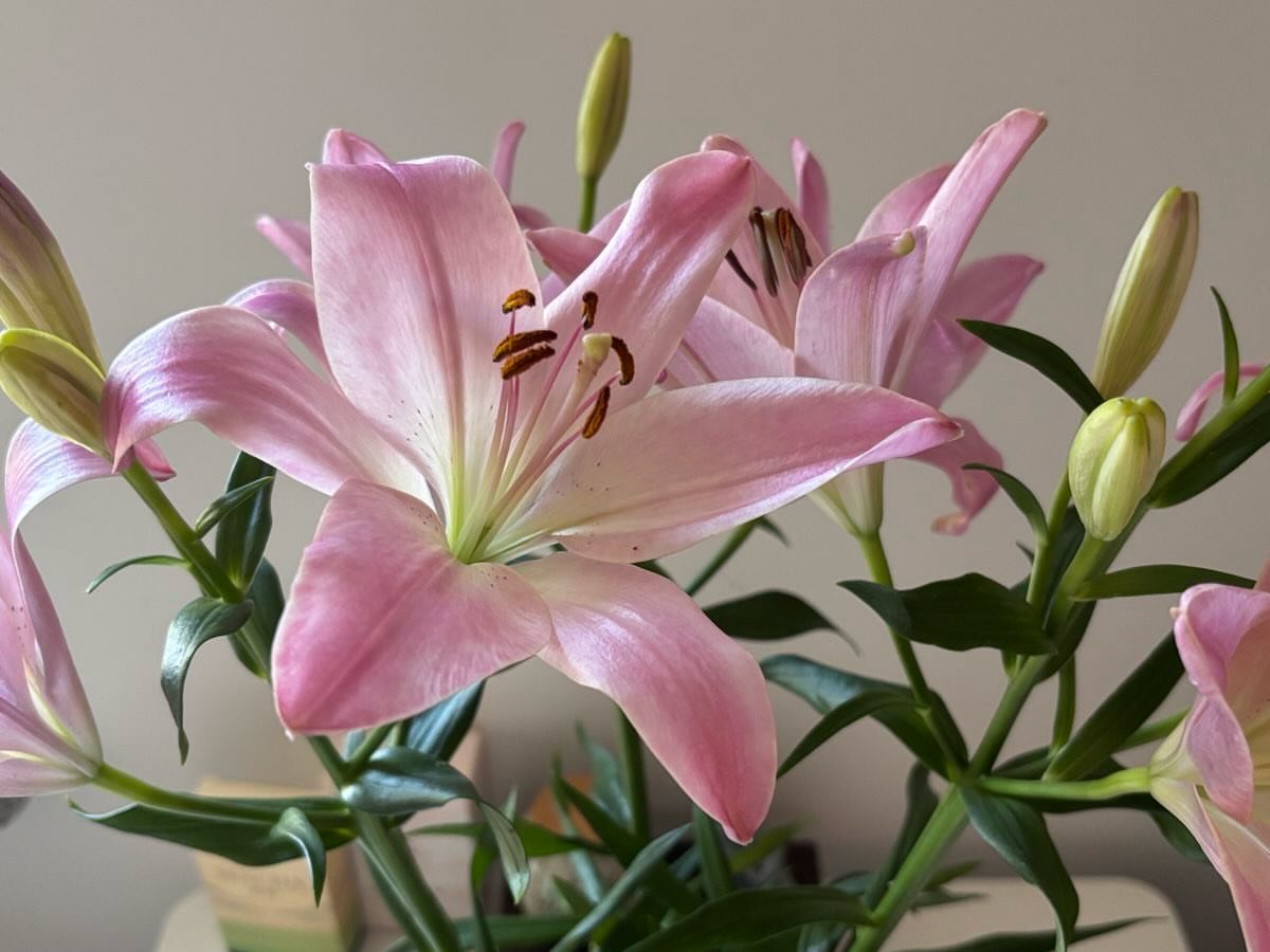 Bloomify tweet media