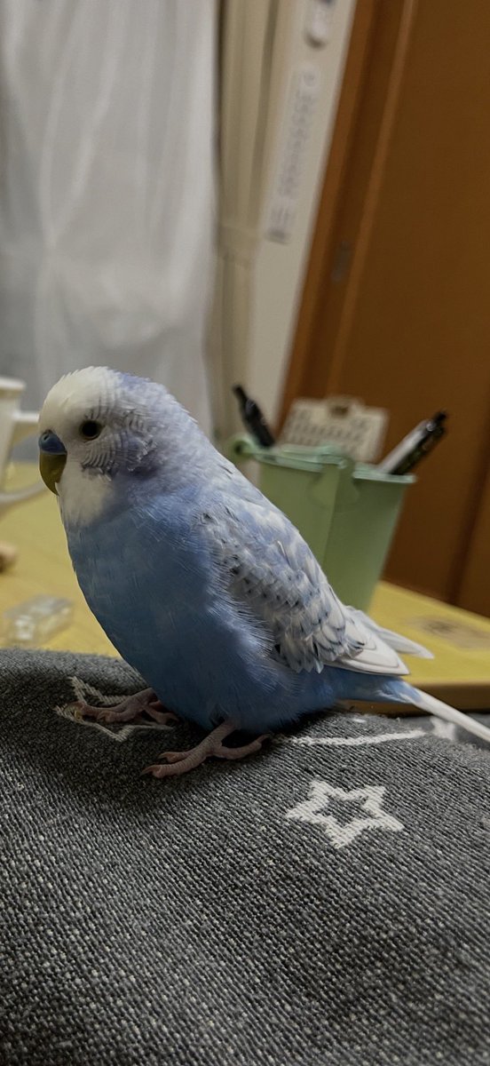 チェルシー tweet media