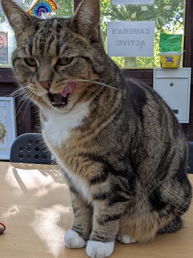 AllotmentCat's tweet photo. (Amanda)

I don't know why Betty wants to share this silly photo of me.

She thinks it's funny and it's good to see things that make us laugh.

I suppose she's right, isn't she? https://t.co/mox4WDy1A7