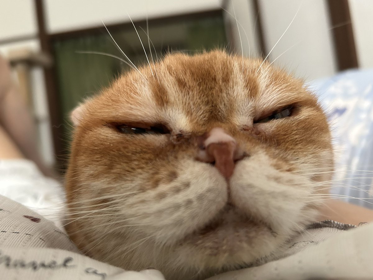 ココにん tweet media