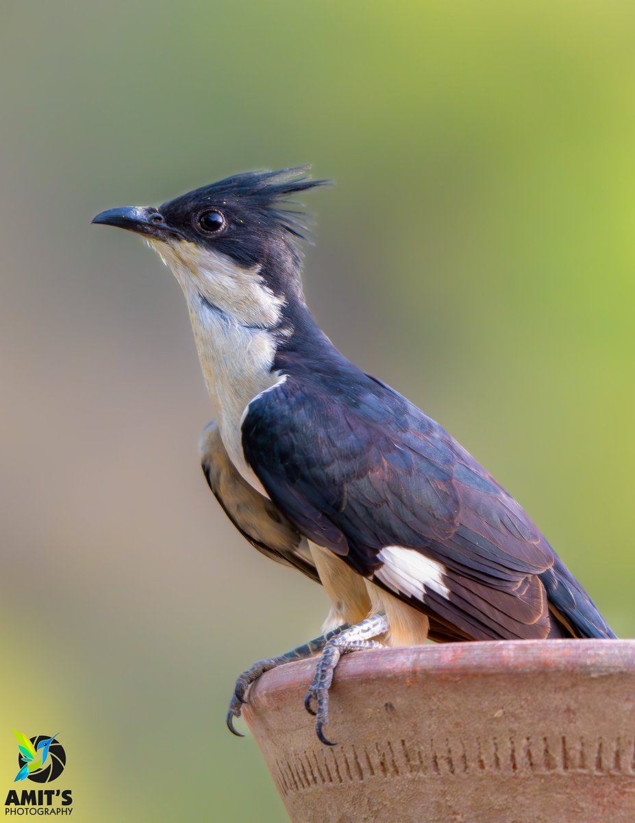 asharma555's tweet photo. Jacobin Cuckoo | Gurgaon 

#birds #indianbirds #birdphotography #BirdsSeenIn2026 #IndiAves #BBCWildlifePOTD @NikonIndia @IndiAves https://t.co/YntqLrB4Im