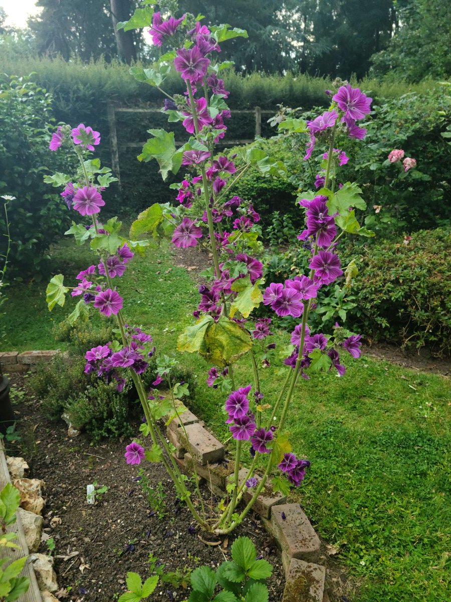 SylvainBertois's tweet photo. #FleursDuJardin
#Mauve
Dans les traditions de sorcellerie, elles sont souvent associées à la protection, à la guérison et aux sorts d'amour . Leurs pétales délicats et leur parfum apaisant en font un ingrédient prisé dans les potions et les rituels aux intentions diverses. https://t.co/0A2KU8KMWp