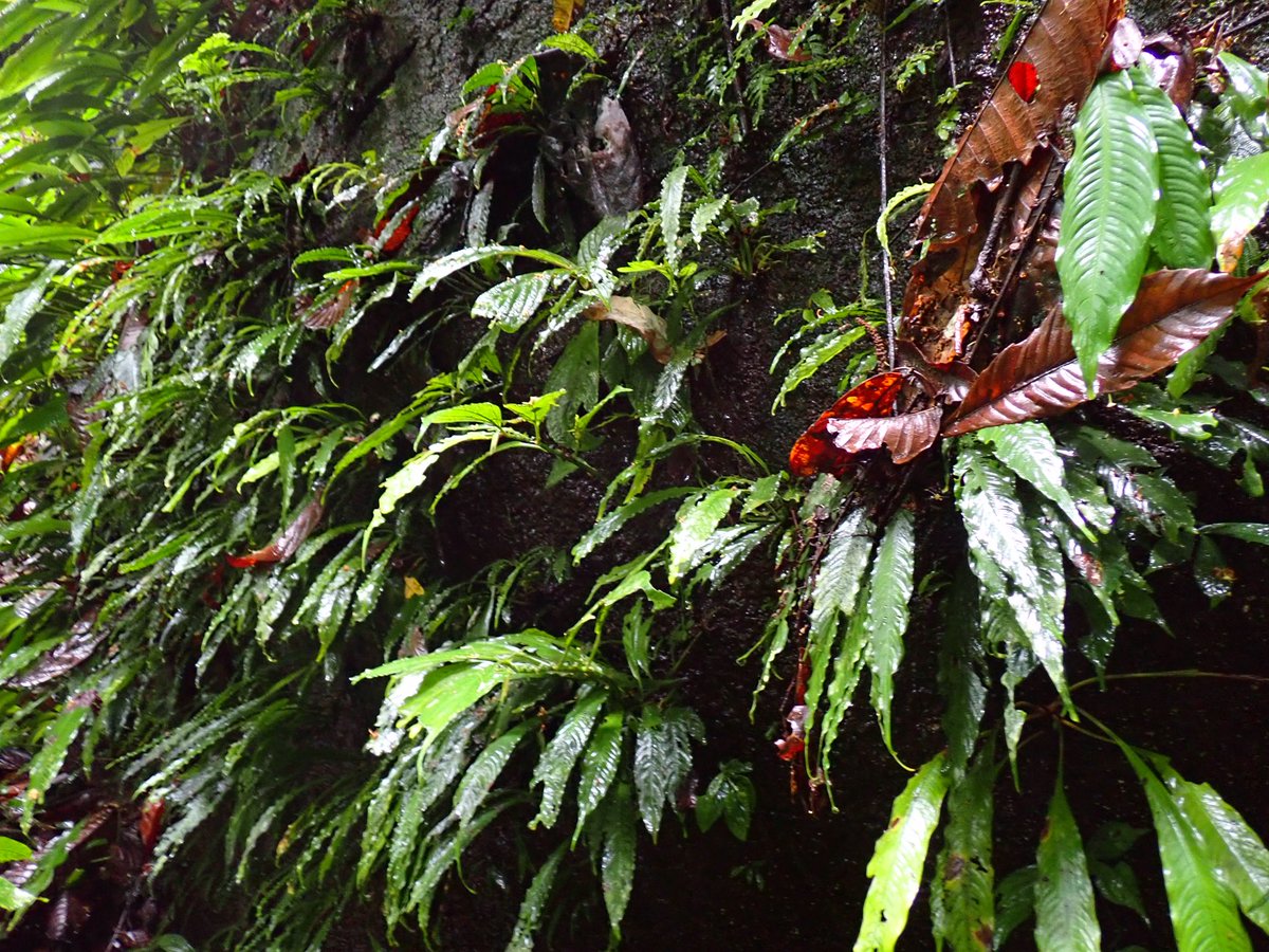 tsagittarus22's tweet photo. Bau gui
#TZ便
#jungleexplorer
#熱帯雨林植物
#ジメジメ系植物
#aroid https://t.co/gX83pfW0id