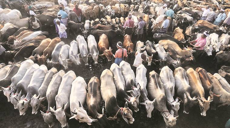 daksinvrindavan's tweet photo. @indian_surgen @Ashwinsampathk @ShefVaidya Please ask anyone from kozhalmannam cattle market or vaniyamkulam cattle market about the cost of cow. Even the weakest one gets sold for 25kWe have been rescuing cows from 2013 and it's been 13 years that we have been doing this in Kerala where there is no ban on cow slaughter. https://t.co/858hIoc40o