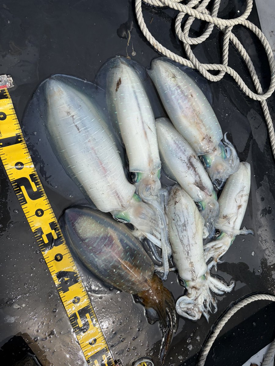 sunapon02's tweet photo. 本日のボートヤエン🦑の釣果です
今日で地形とイカの着く場所が大体把握できたけどなんせ操船がめちゃくちゃ難しい😓
狙った場所に船着けたと思って錨打っても流されるし向き変わるから💦操船ちゃんとできるようになればエギングでも釣果上がると思います🦑 https://t.co/RBiCtYdjVd