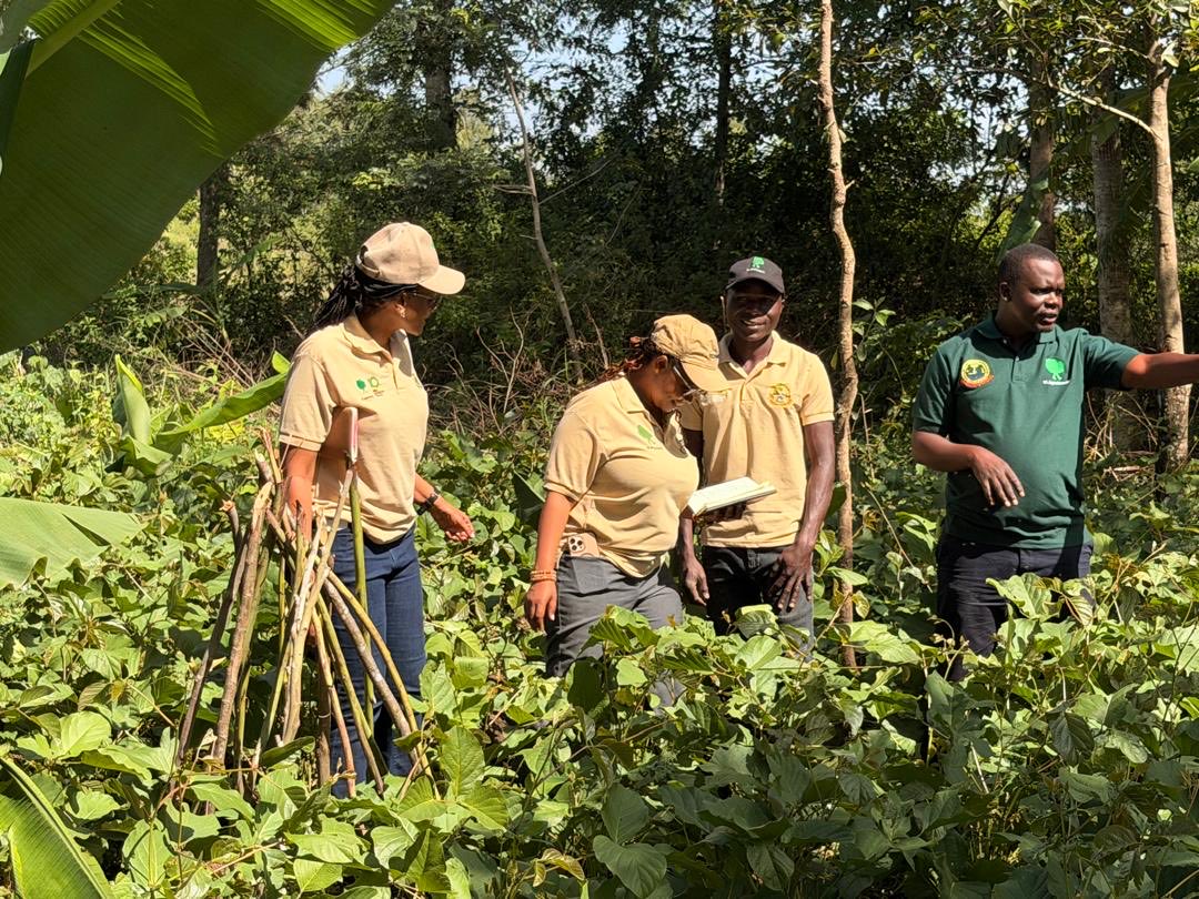 ViAgroforestry's tweet photo. Tarime &amp; Butiama, Mara Region, Tanzania.
Field monitoring with ASILI B CC Partners, IDS, MVIWANYA &amp; BUFADESO in Bubera, Muriba, Ganyange, Ntagacha and Kiterere Wards
Focus on agroforestry, nutrition-sensitive agriculture &amp; clean cooking solutions at community level. https://t.co/W59HL09ZzX
