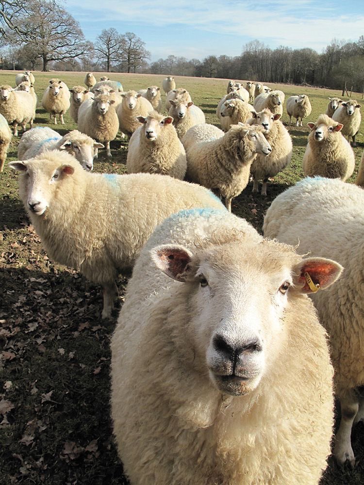 sheep tweet media