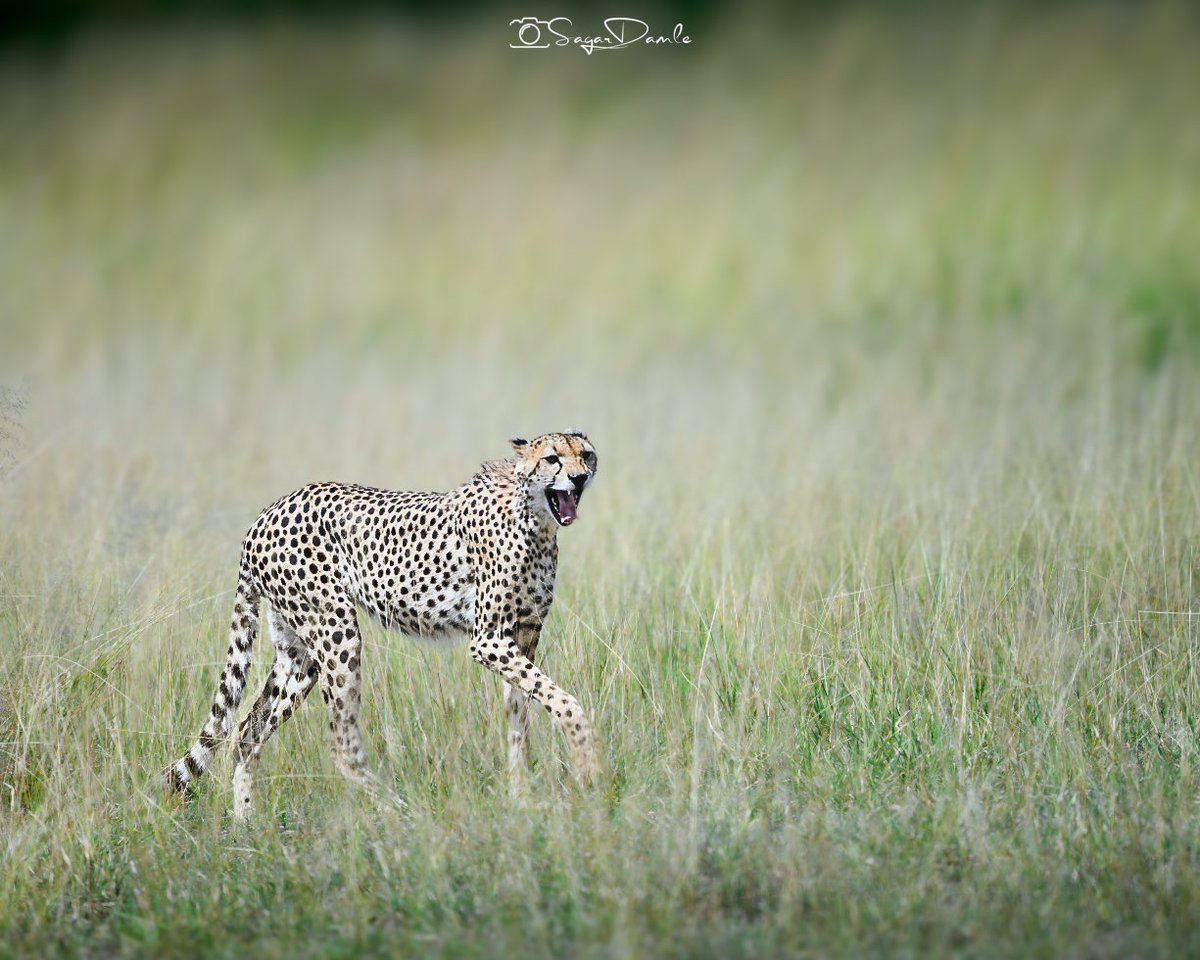 Pixel_Stripes's tweet photo. Amboseli, you beauty! I came to you for Mount Kilimanjaro and the Jumbos, but you gave the group way more than what we could even dream of! 
Meishaa elukunya nabo engeno!! 
Here we come Masai, here we come to embrace you. https://t.co/gThvYr3x2j