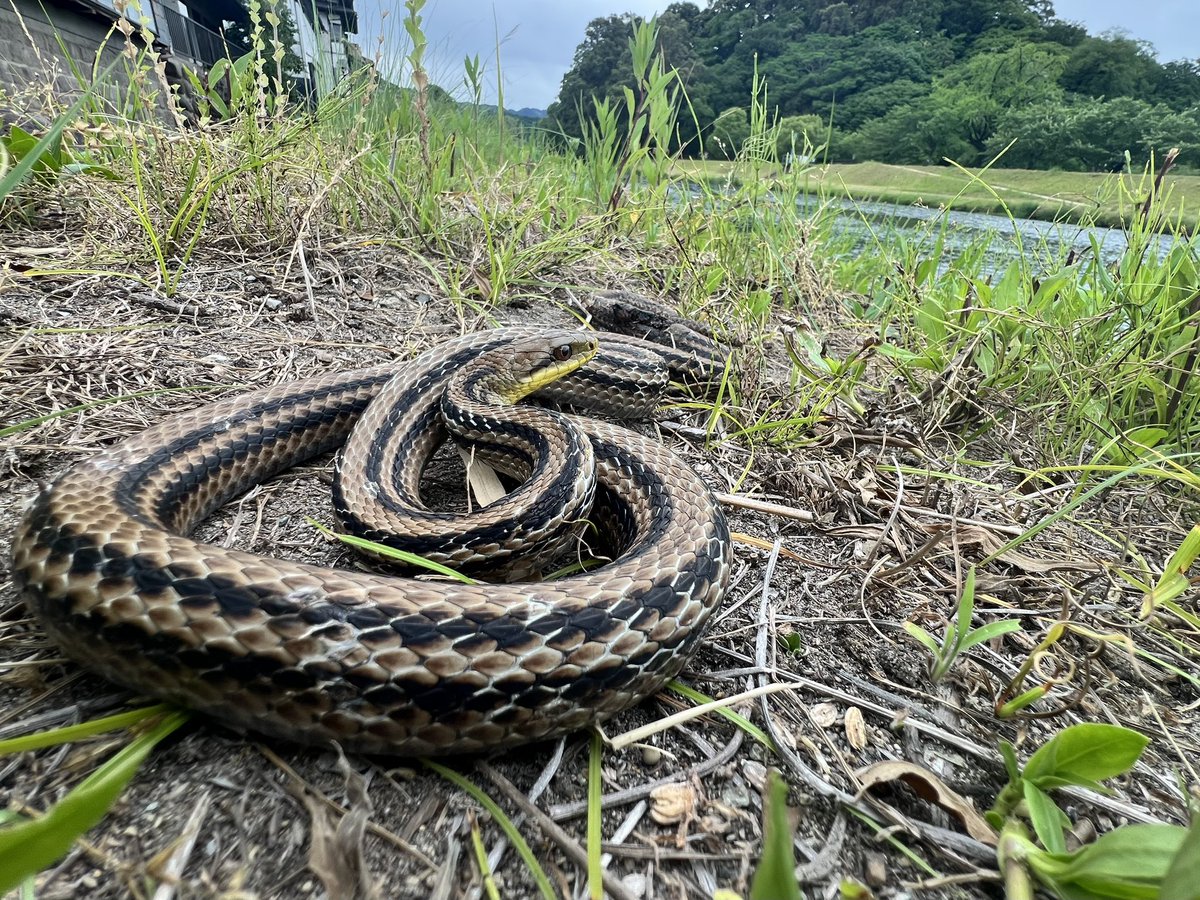 Dorcustaurus's tweet photo. 本日のヘビ探索、3秒で終わった
ポイントに着いて、探すかn…くらいのタイミングで大きなシマヘビと目が合った
iPhoneでもぼちぼちな写真撮れて満足 https://t.co/pM16lkfK8n