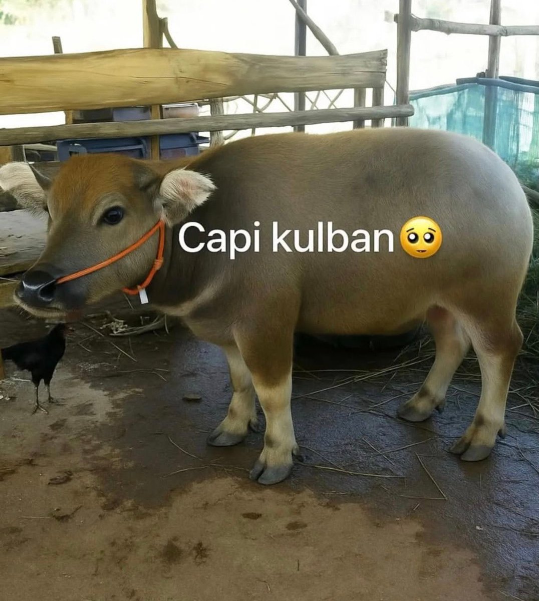 ⋆⑅ ꒰ 𝖾𝗏𝖾 ꒱ met lebaran ol🫰🏻 tweet media