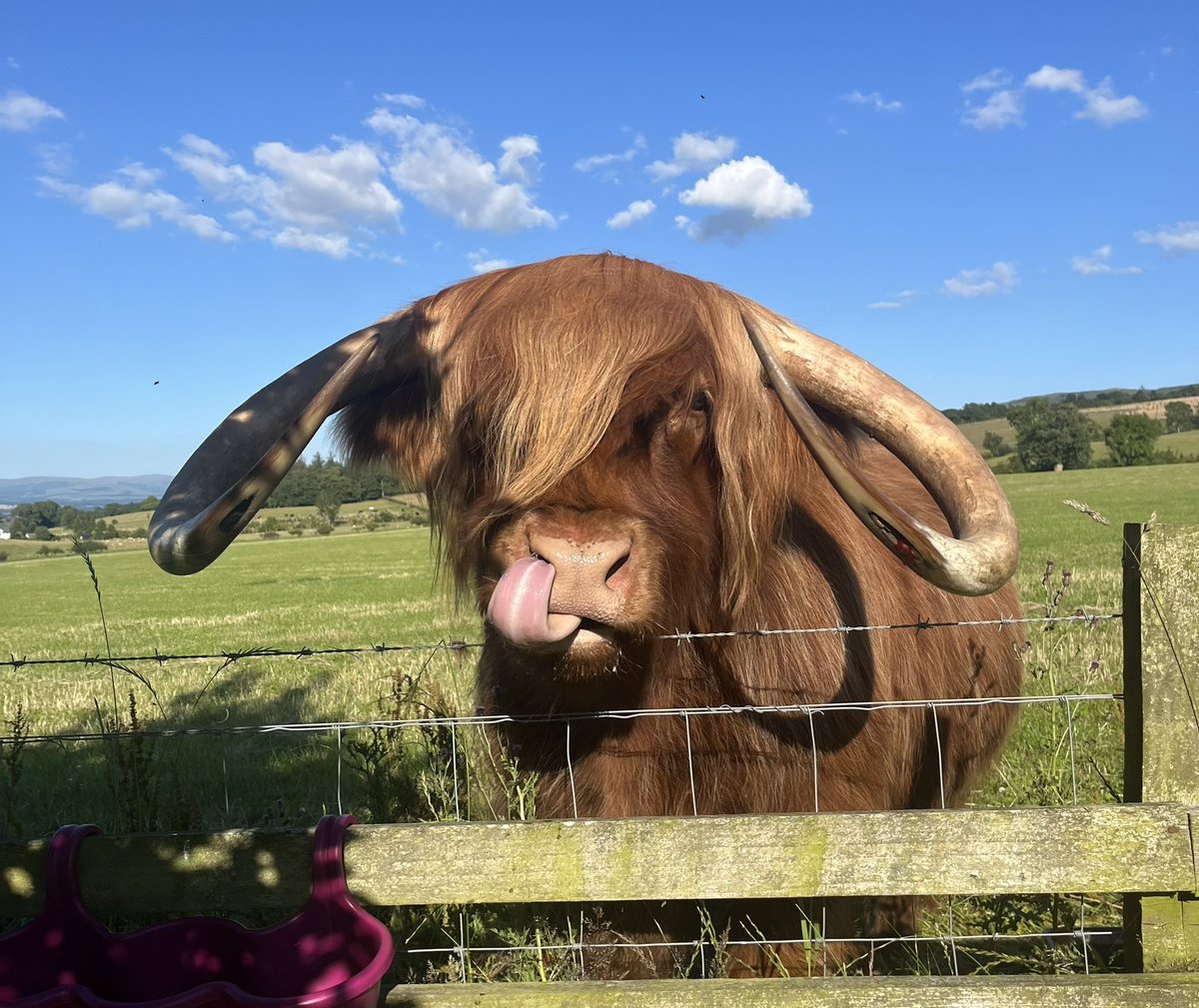 Arnbeg Farmstay Scot tweet media