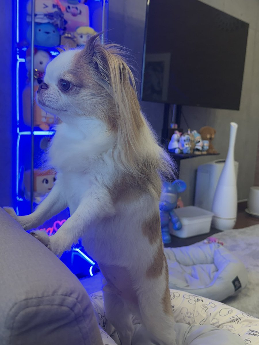 Post by さあちゃん on X: 監視中👀