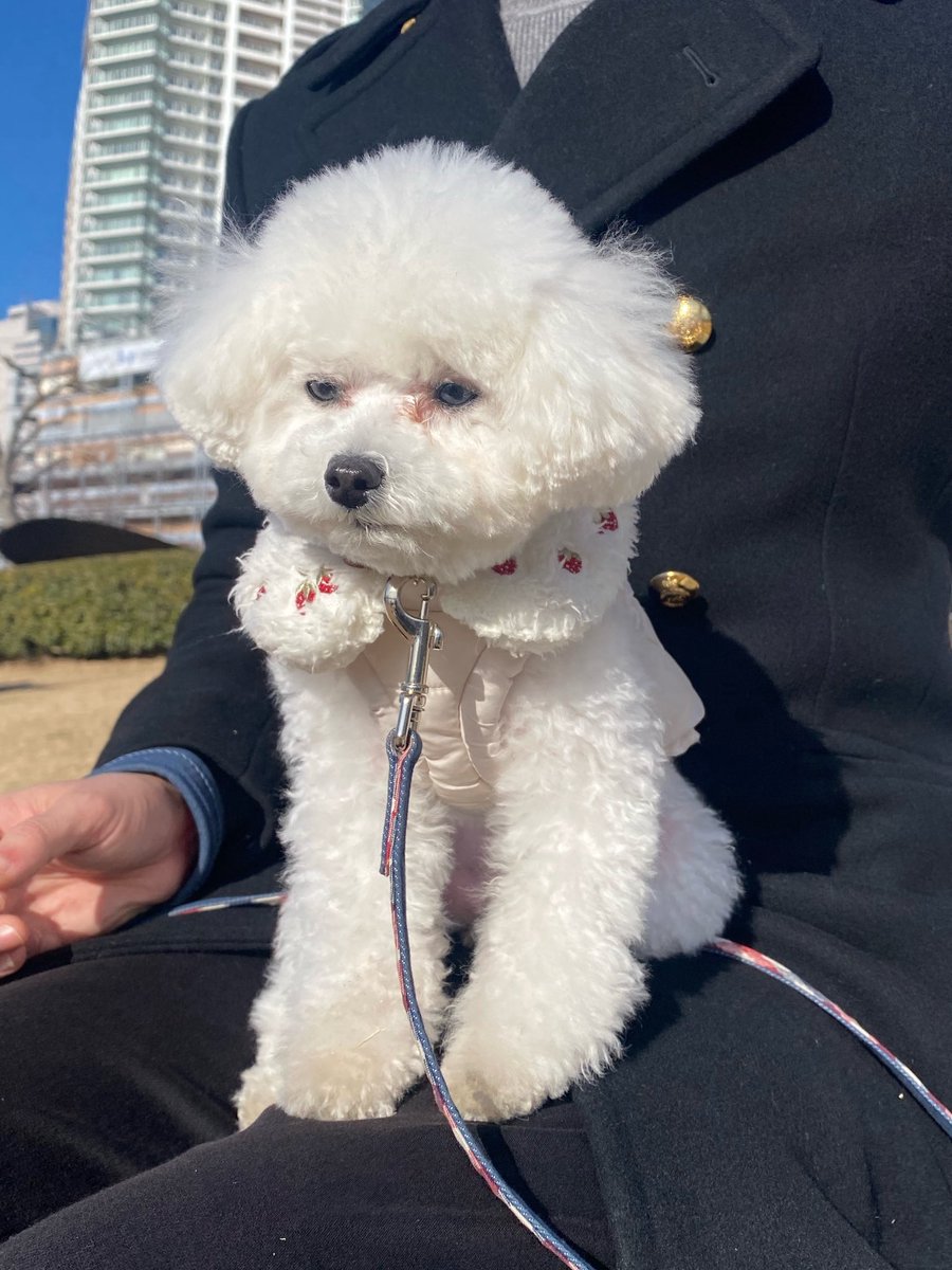 _tsumaranasou's tweet photo. 遠くを見つめるイッヌ
#トイプードル #toypoodle #犬のきもち #つまらなそうな犬 https://t.co/ErnontX9gm