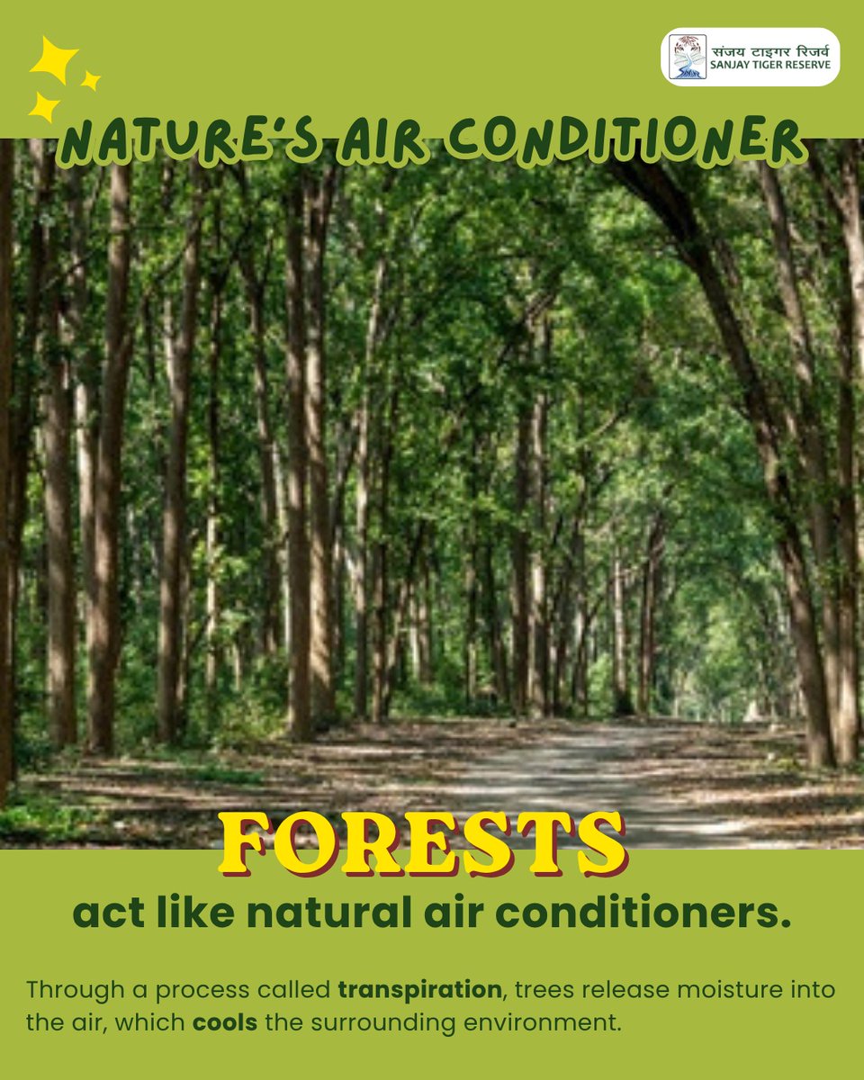 Sanjay_TigerR's tweet photo. Forests are nature’s air conditioners.
By cooling the land, protecting wildlife, and balancing ecosystems, they help fight rising temperatures naturally.
#sanjaytigerreserve #forest #climateaction #nature #wildlife #savetheforests #greenplanet #environment #coolingeffect #ecology https://t.co/ZvbSqC2E1X