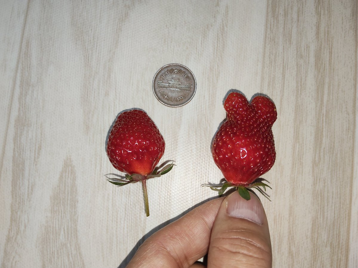 イチゴ🍓に食べ頃サイン❗️ 5月26日(火)7時晴れ☀️ 我が家の勝手に
