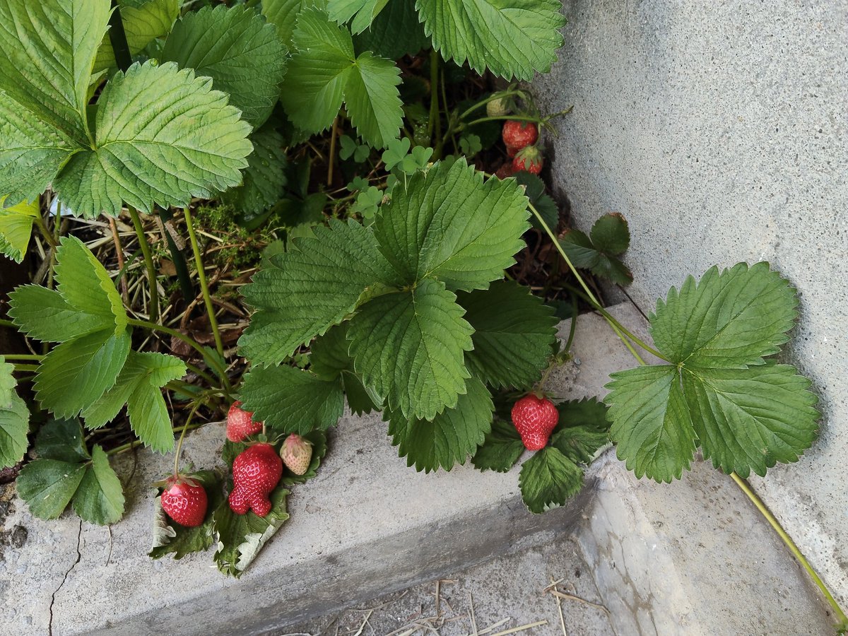 イチゴ🍓に食べ頃サイン❗️ 5月26日(火)7時晴れ☀️ 我が家の勝手に