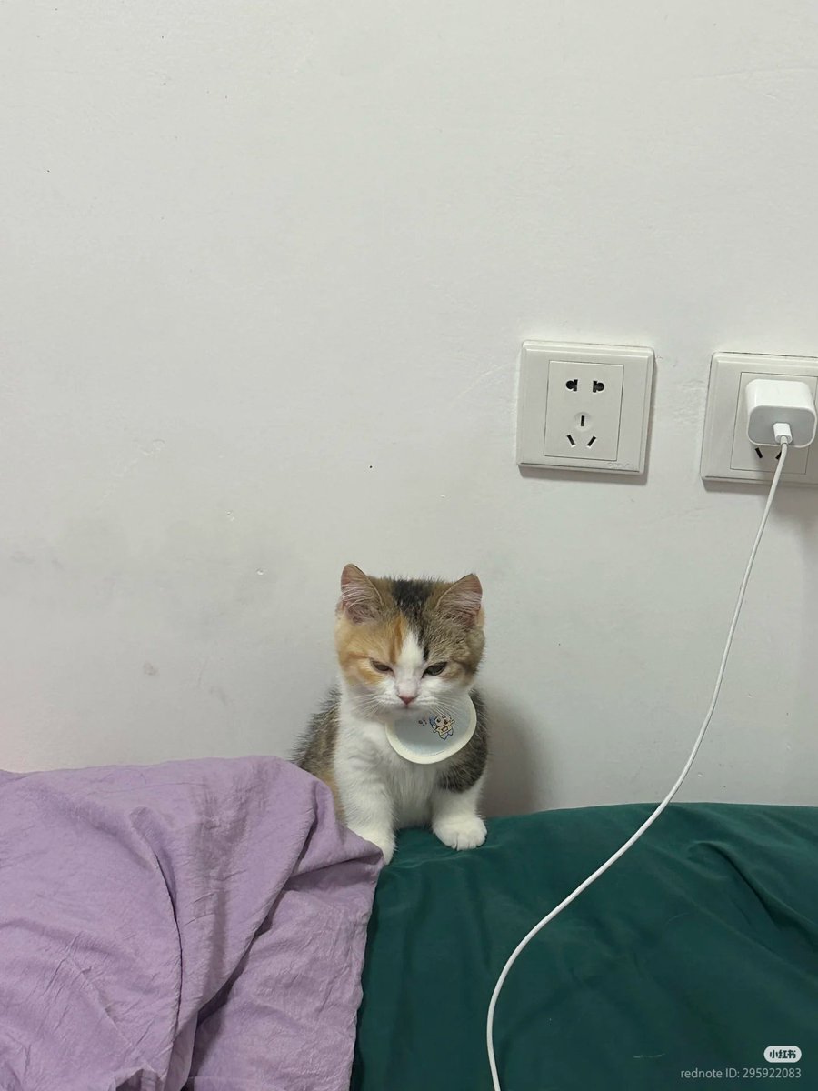 No Context Cats tweet media