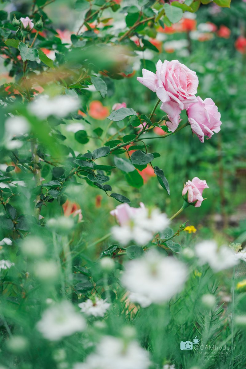 CAMhoduki's tweet photo. 週末は地元のお花の名所を巡ってきた🌹
雨上がりの花たちとても可愛かった🌹 https://t.co/3hM9QsLDHv