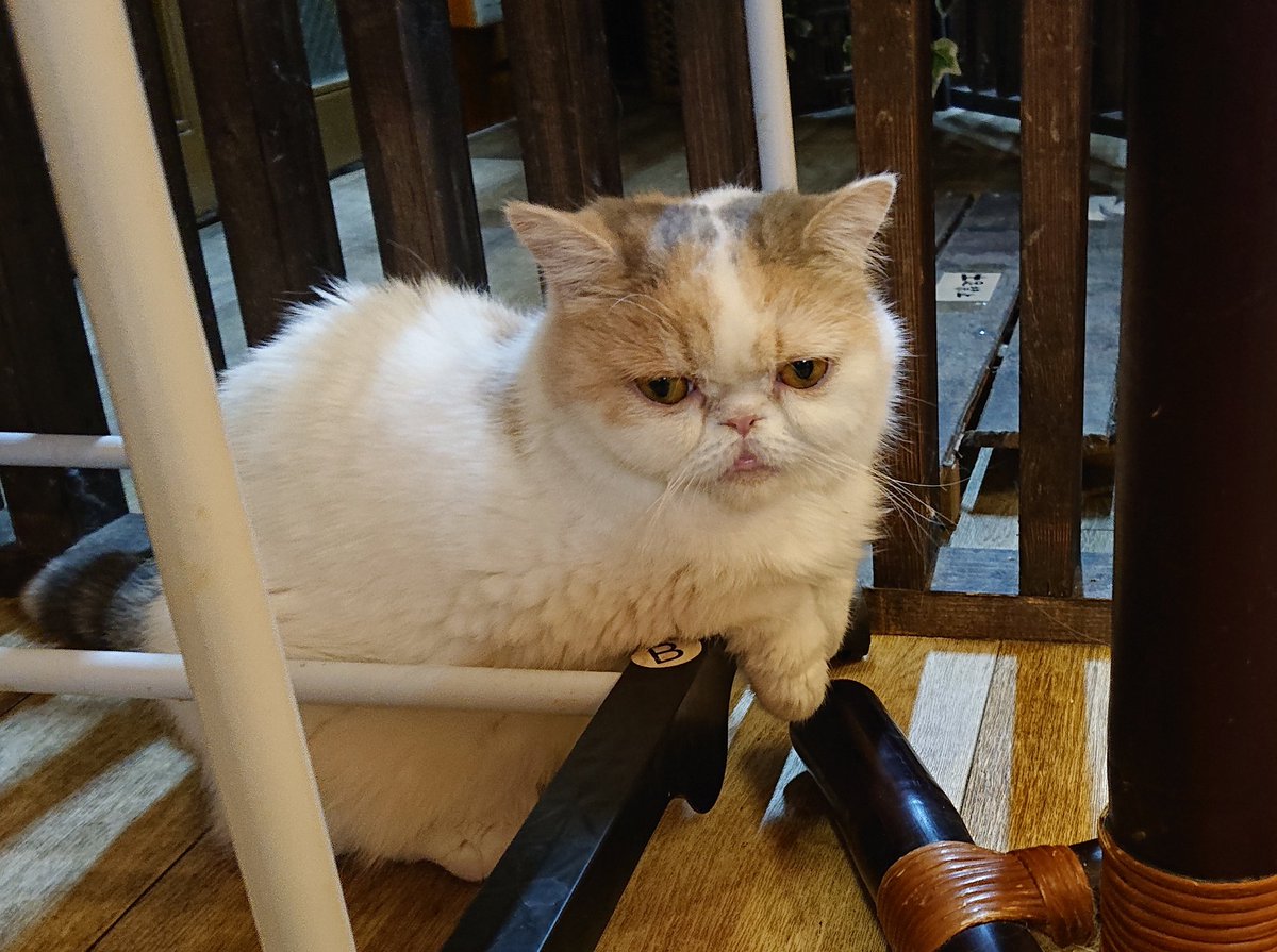 猫カフェ