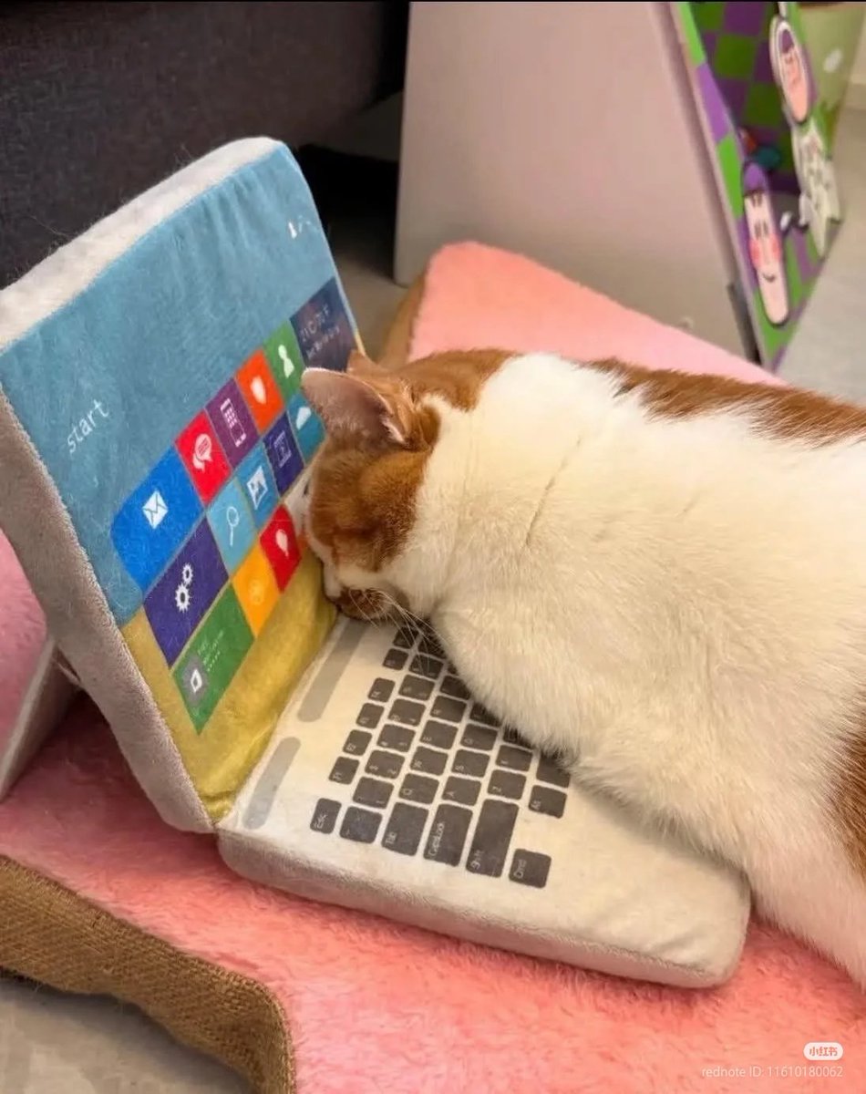 No Context Cats tweet media