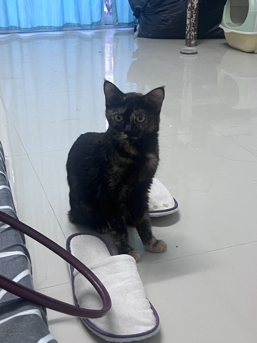 Catster & Co บ้านพักพิงแมวจร tweet media