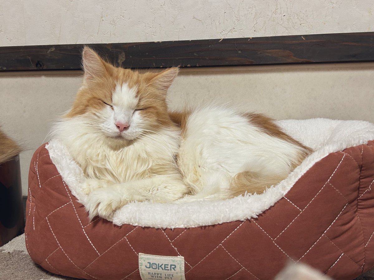 ねこほーむ　きゃりこ公園口 tweet media