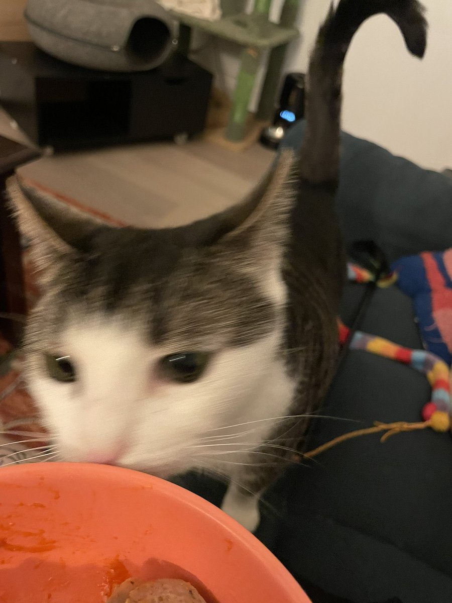 ciciandcanie's tweet photo. girl who really wants a bite of your spicy jalapeño chicken sausage and is less polite about it https://t.co/WROVWPYtTM