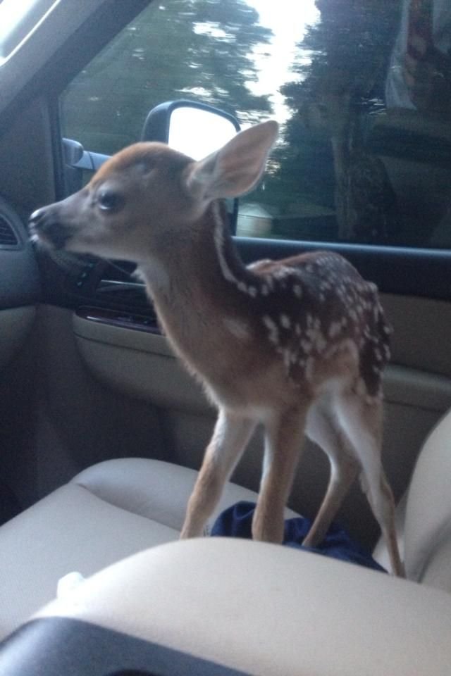 John fawn tweet media
