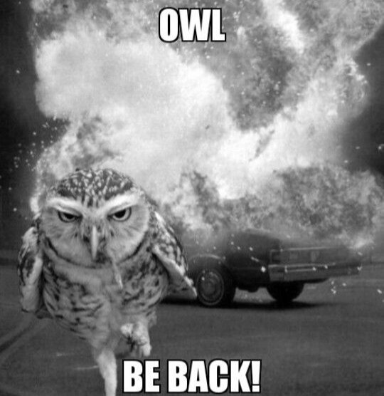 Owl tweet media