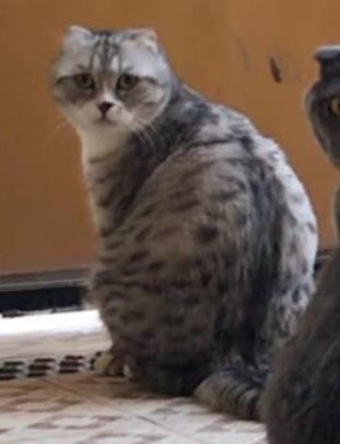 MEOWMUEO100's tweet photo. عاجل 🔴
في الرياض حي الحزم 

قط مفقود  نوعه سكوتش فولد ذكر معقم كبير بالعمر والحجم ويستجيب لإسمه قوتشي 

رجاءً اللي شاهد او انقذ هالقط او تبناه حتى لو كان في حي آخر
أتمنى منه التواصل مع الرقم المعلن او معي يوجد مكافأة مالية  قيمة لمن يعثر عليه.
#قطط_مفقودة 
#قطط_الرياض https://t.co/nsQ0bjFWg7