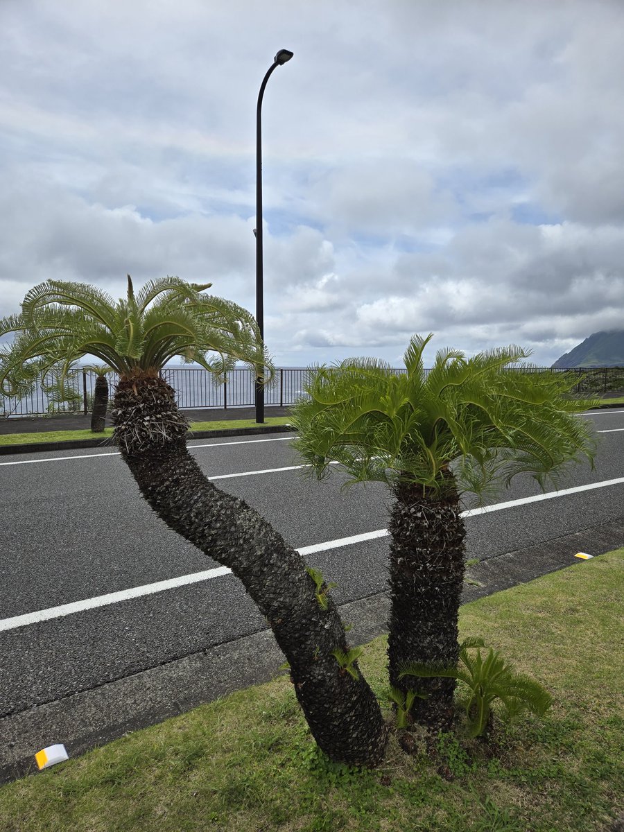 Kkanari4's tweet photo. ソテツの新芽ふわふわしてかわいい🎵
#八丈島植物ソテツ https://t.co/X9ZFoLzjVm