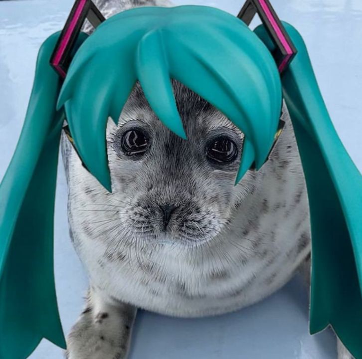 DlcResumen12519's tweet photo. @GloMaxi12h Tuve q convertirme en una foca miku por el bien de la trama 🍷🧐 https://t.co/OxZwXW8EnX