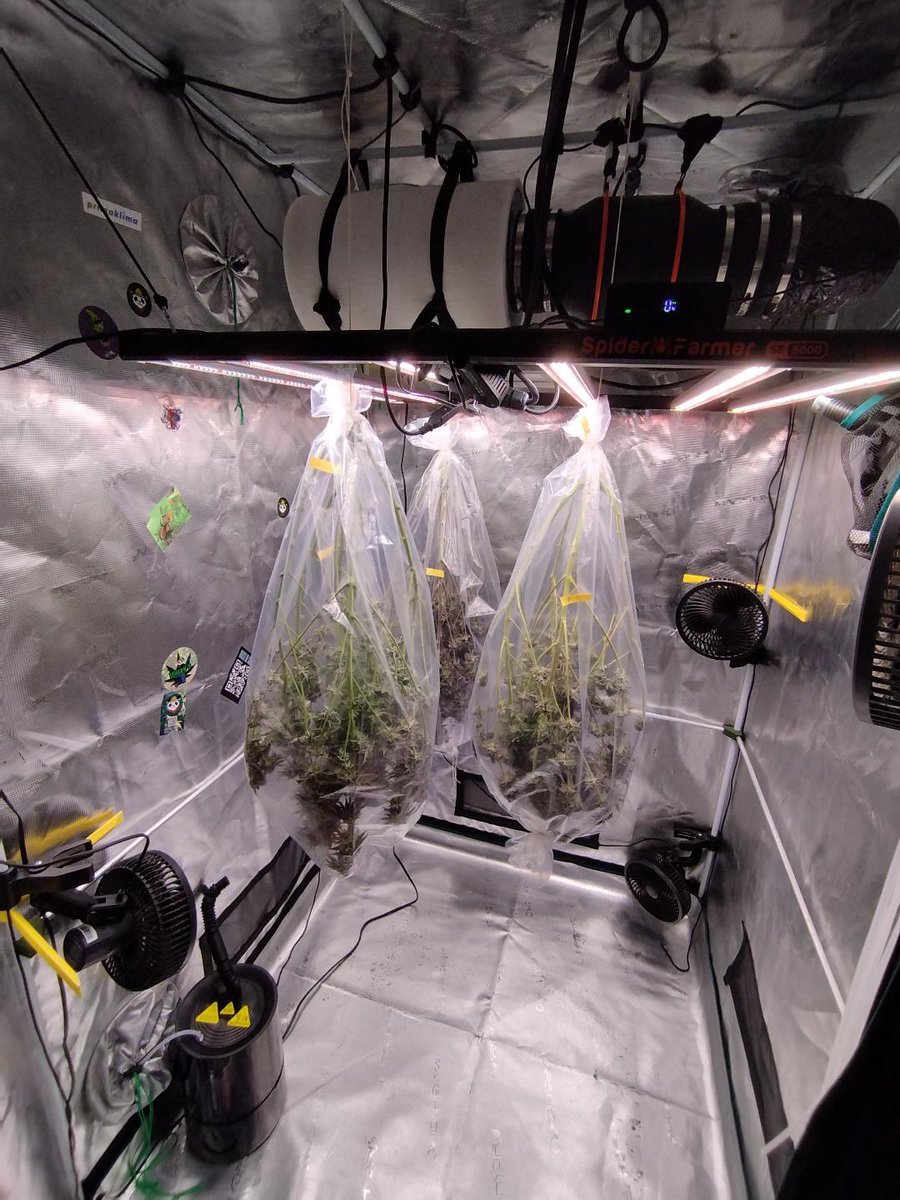 DryFerm's tweet photo. The perfect way to dry and cure your weed plants in 2026!! Save the Terpenes and stopp drying oldschool.

Who have tried this method already with the Dryferm Bags?
https://t.co/Fsjc46dZEt https://t.co/avgqBVmL1U
