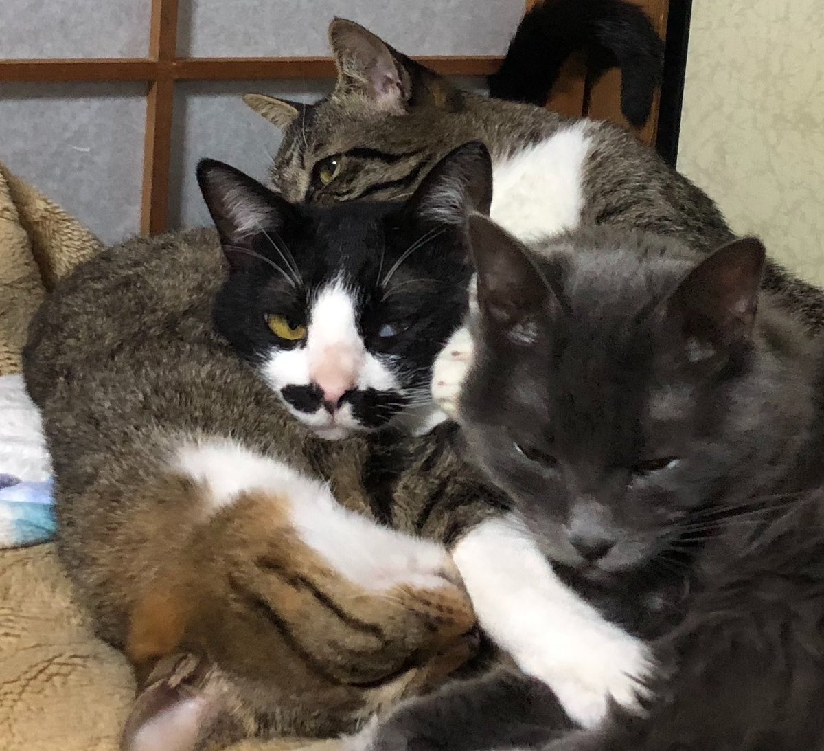 玲(ꕤ ॑꒳ ॑*)🐈⬛中の人応援隊長🐾 tweet media