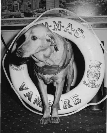 seamuseum_'s tweet photo. ⚓️ WE NEED YOUR HELP! 

HMAS Vampire turns 70 this year! Our curators are digging through the archives and found this photo of a gorgeous lab pup onboard.

The catch? We have zero details. Who is this dog? When was this taken? Help us solve the mystery in the replies! 👇

#HMASVampire #MuseumArchives #NavyDogs
