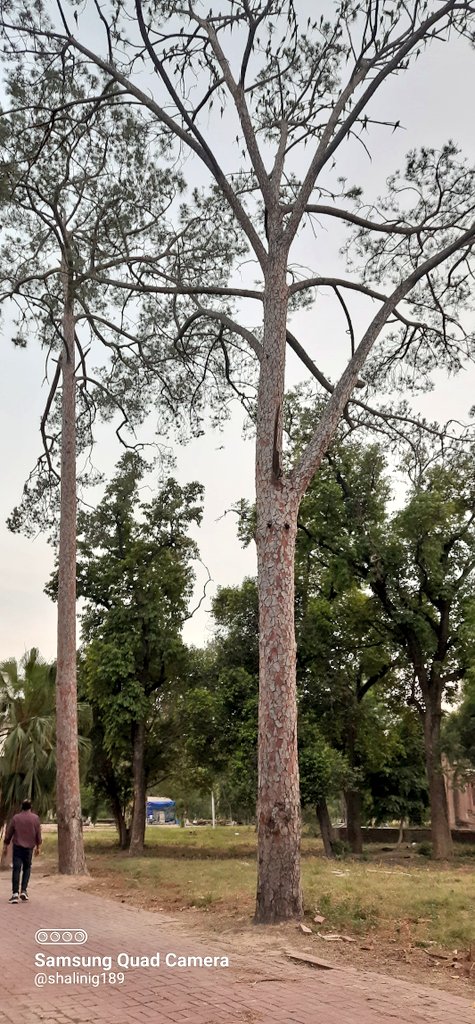 shalinig189_g's tweet photo. Two of a "KIND"...!!!
HAPPY TREETASTIC π³ππ»π³β¨οΈπ #TwosdayTuesday
#TextureTuesday
#ThickTrunkTuesday https://t.co/qoDYE091rB