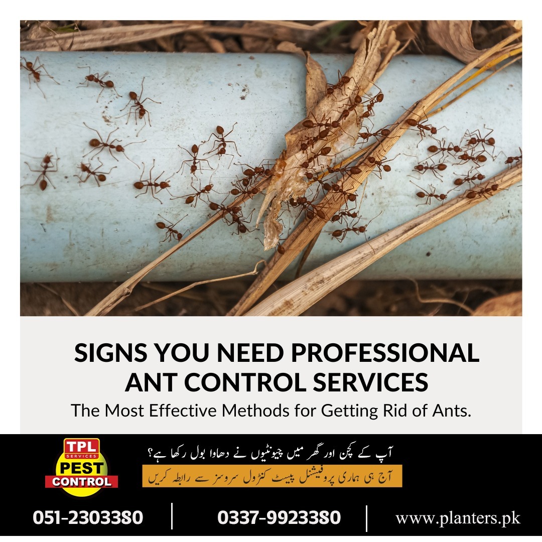 TPL Pest Control tweet media