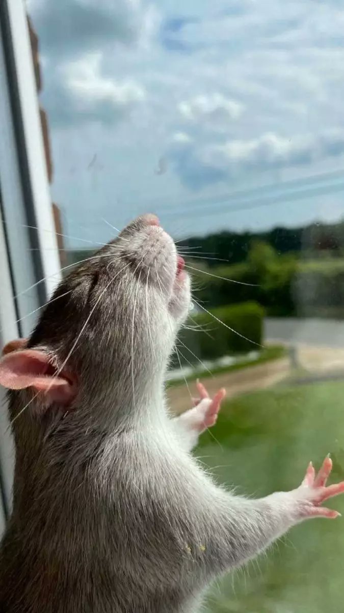 Rat tweet media