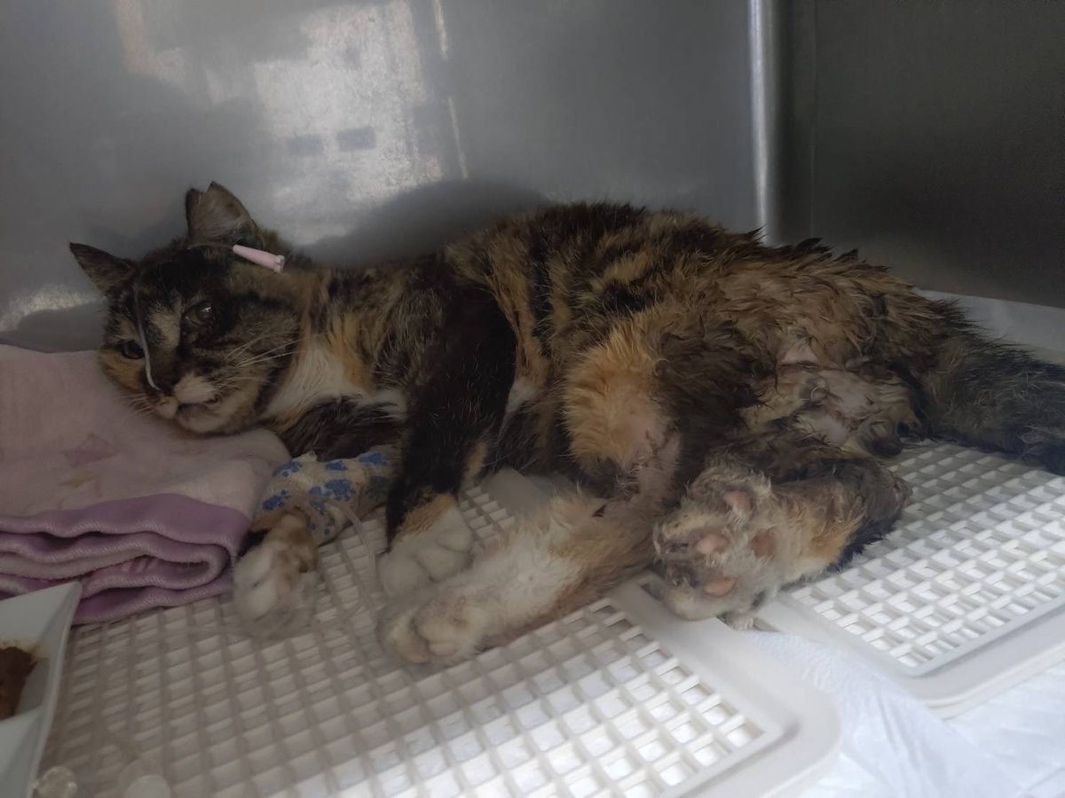 NPO86247662's tweet photo. 【供血猫さんのお願い】

交通事故重傷猫の断脚・骨盤手術のため輸血が必要です…💦

・6歳未満
・健康、ノンキャリア
・おとなしい子or保定可能
・足立区内、もしくは近隣から来院可能な方
（送迎相談可）

謝礼等なし🙇‍♂️
ご協力・拡散お願いいたします😭

#足立区
#拡散希望
#NPO法人けだ・まも https://t.co/CkktYmbutw