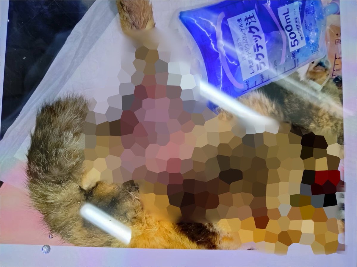 NPO86247662's tweet photo. 【供血猫さんのお願い】

交通事故重傷猫の断脚・骨盤手術のため輸血が必要です…💦

・6歳未満
・健康、ノンキャリア
・おとなしい子or保定可能
・足立区内、もしくは近隣から来院可能な方
（送迎相談可）

謝礼等なし🙇‍♂️
ご協力・拡散お願いいたします😭

#足立区
#拡散希望
#NPO法人けだ・まも https://t.co/CkktYmbutw