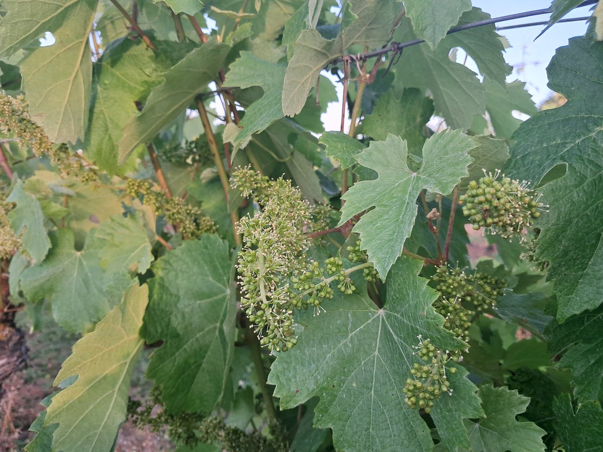 JM_Ferrier's tweet photo. En mode floraison...vendanges dans 100 jours 🤞 Tressailler,  Pinot Noir, Gamay, Chardonnay @Odg_StPourcain @SAINTPOURCAIN @LaurentAmy03 @chchrr03 @AuvergneMarque @comagri_france @Fragritwittos @ChouetteAgile @JoelBoueilh https://t.co/Gt4kJ0KO9u
