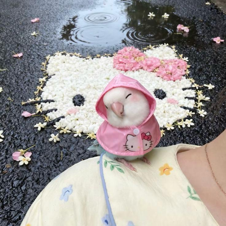 only cute things tweet media