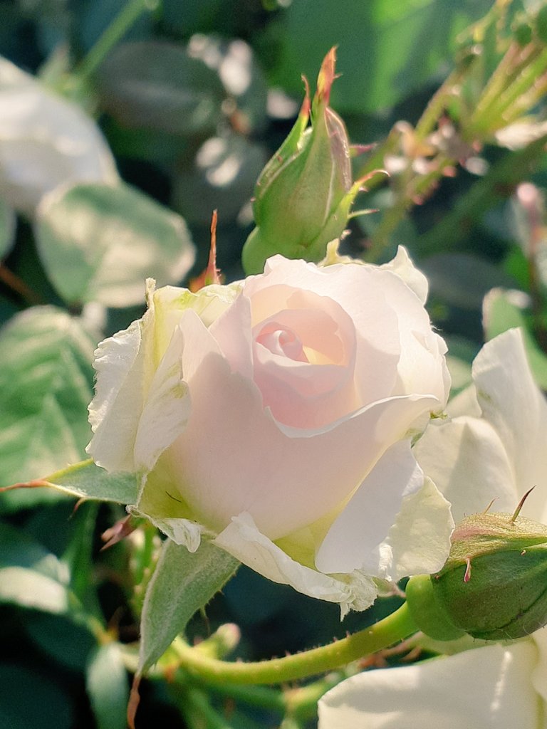 はるの花 tweet media