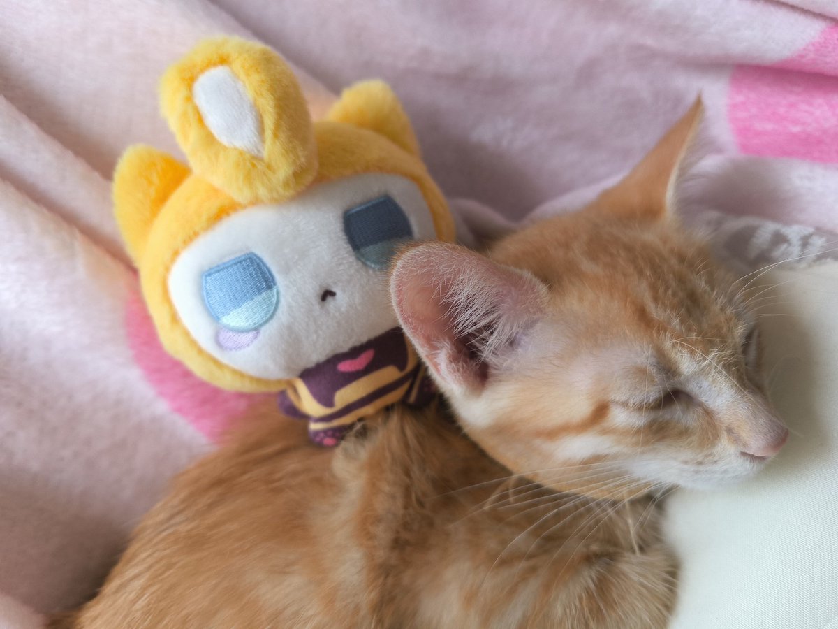 InarinFAN's tweet photo. @starscreamspaws hello orange kitty https://t.co/gt8Mc7Irpi